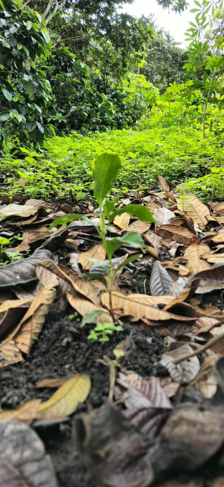 Jeune plant de café poussant dans la matière organique de la forêt