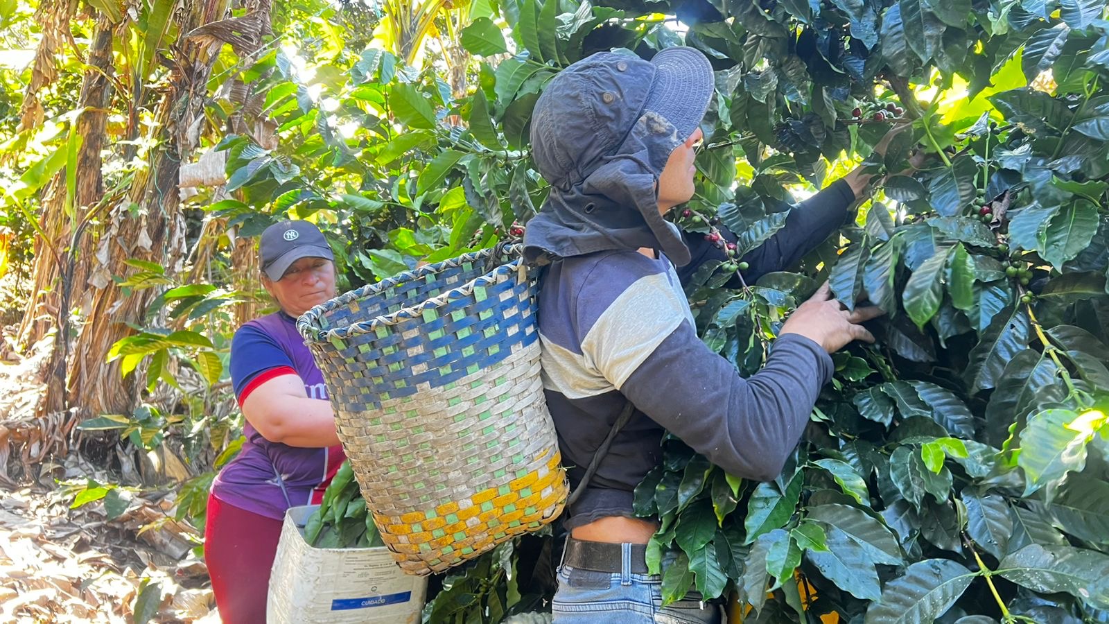 Récolte du café à la main dans la plantation