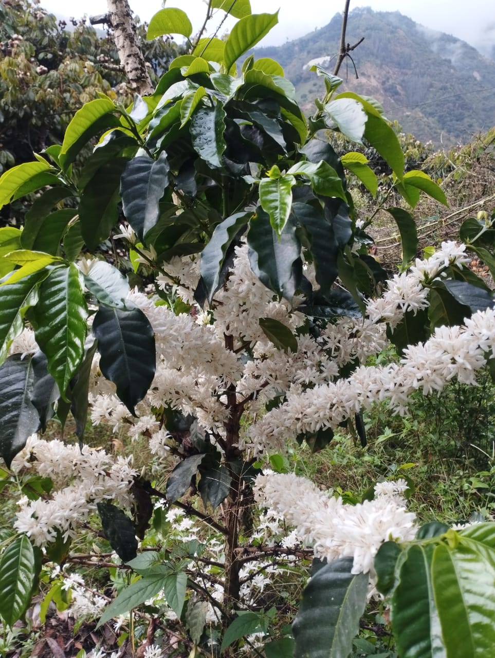 Plantation en montagne