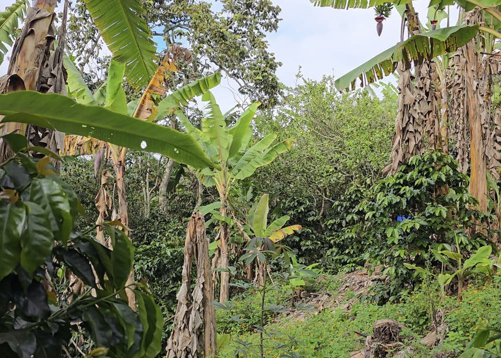 La culture du café en montagne