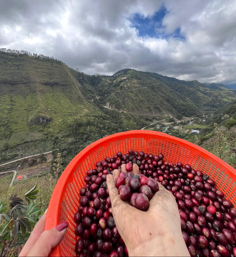 Plantation de café