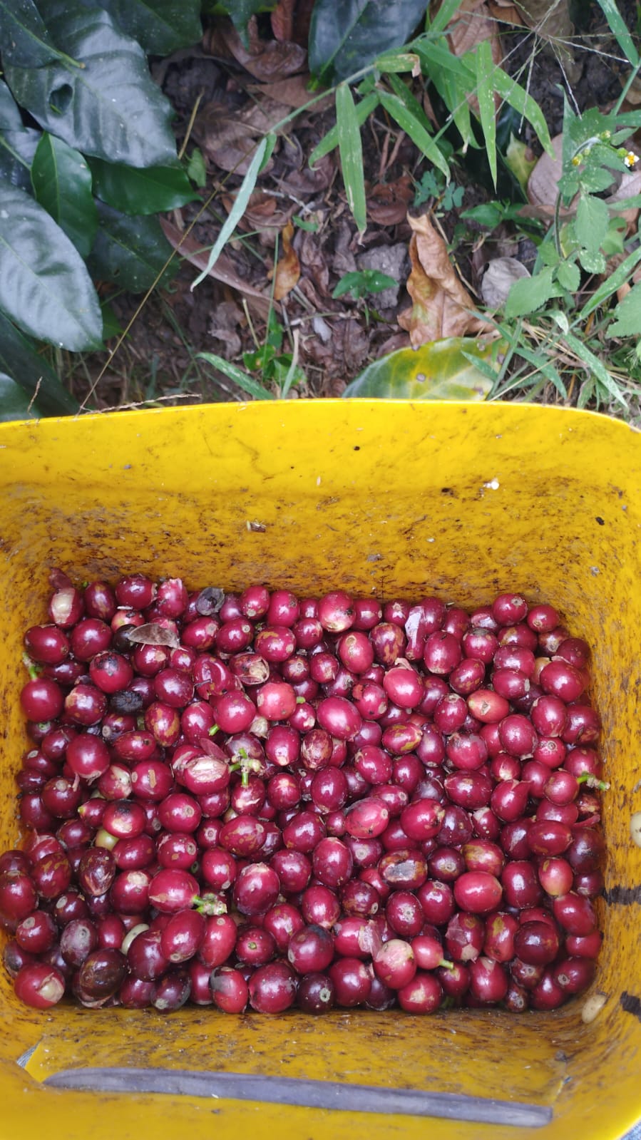 Cerises de café fraîchement cueillies