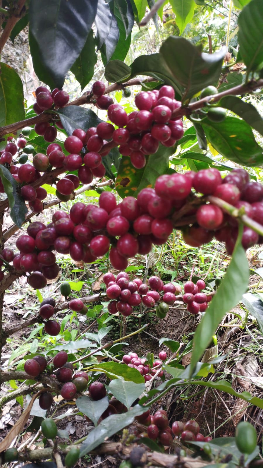 La forêt et le café