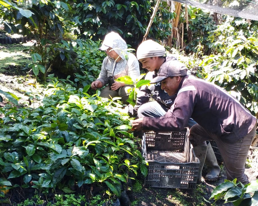 Plantation de jeunes plants de café en pépinière